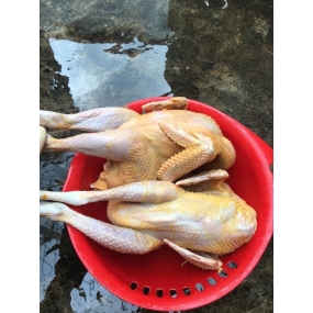 Gà thả vườn