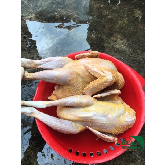 Gà thả vườn